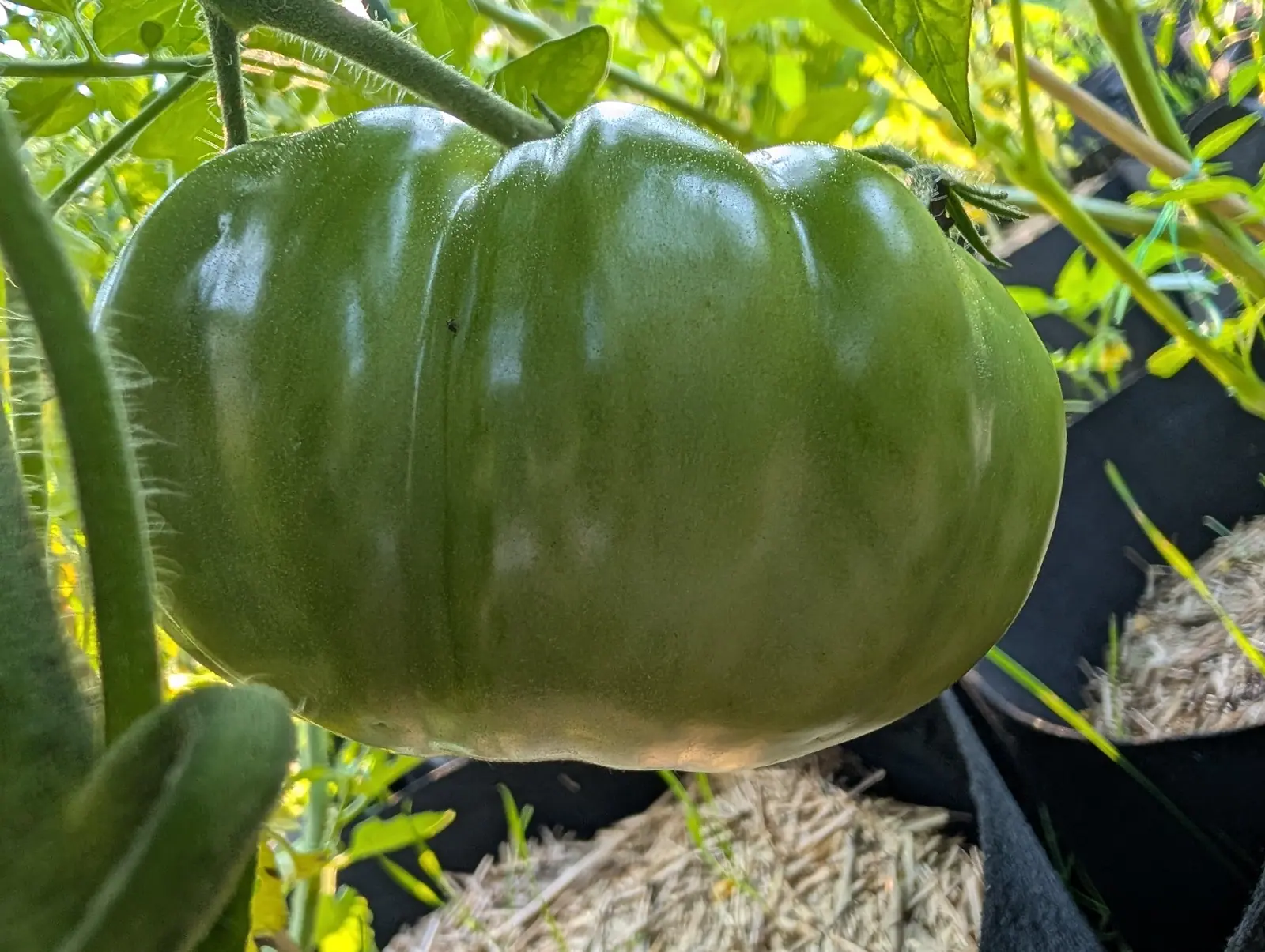 A large ribbed green tomato close on the vine, its shoulders faintly striped, with a black fabric grow bag and straw mulch behind.