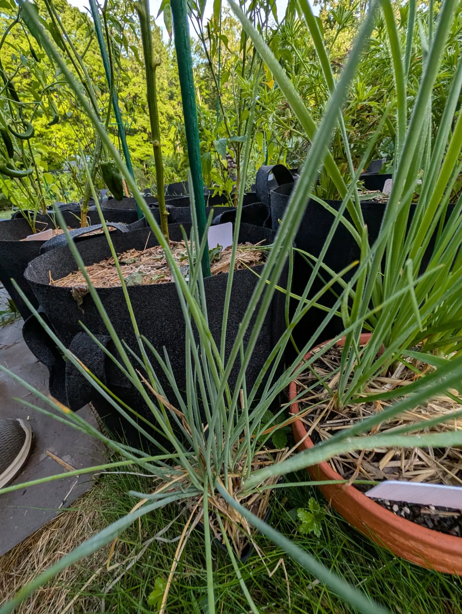 A clump of blue-green tubular leaves arching out of a terracotta pot mulched with straw, black fabric grow bags and green stakes rising behind.