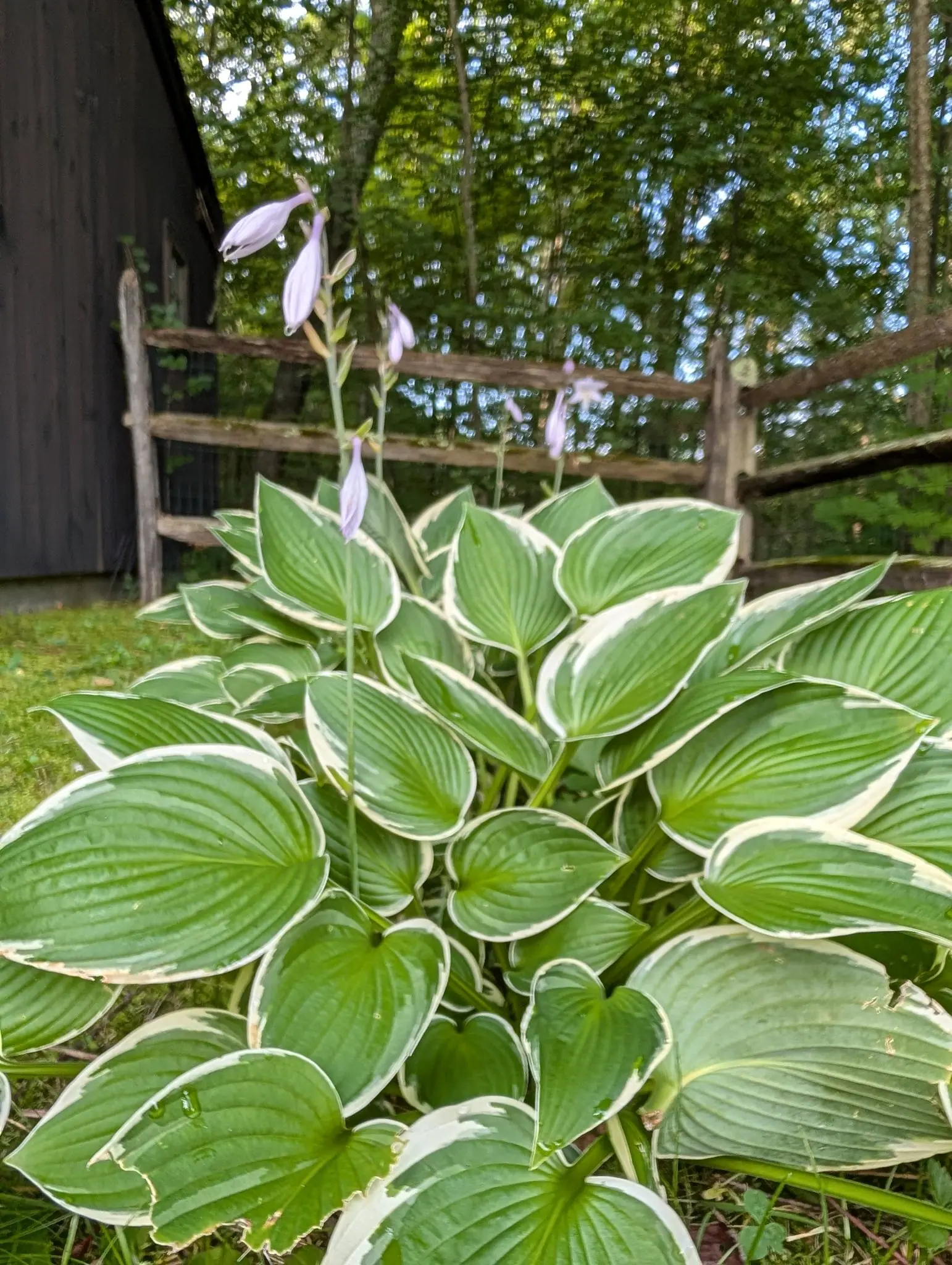 A wide clump of broad ribbed leaves, deep green with irregular cream margins, growing at the foot of a weathered split-rail fence. Two slender stems of pale lilac trumpet flowers rise above the foliage; woodland stands behind.