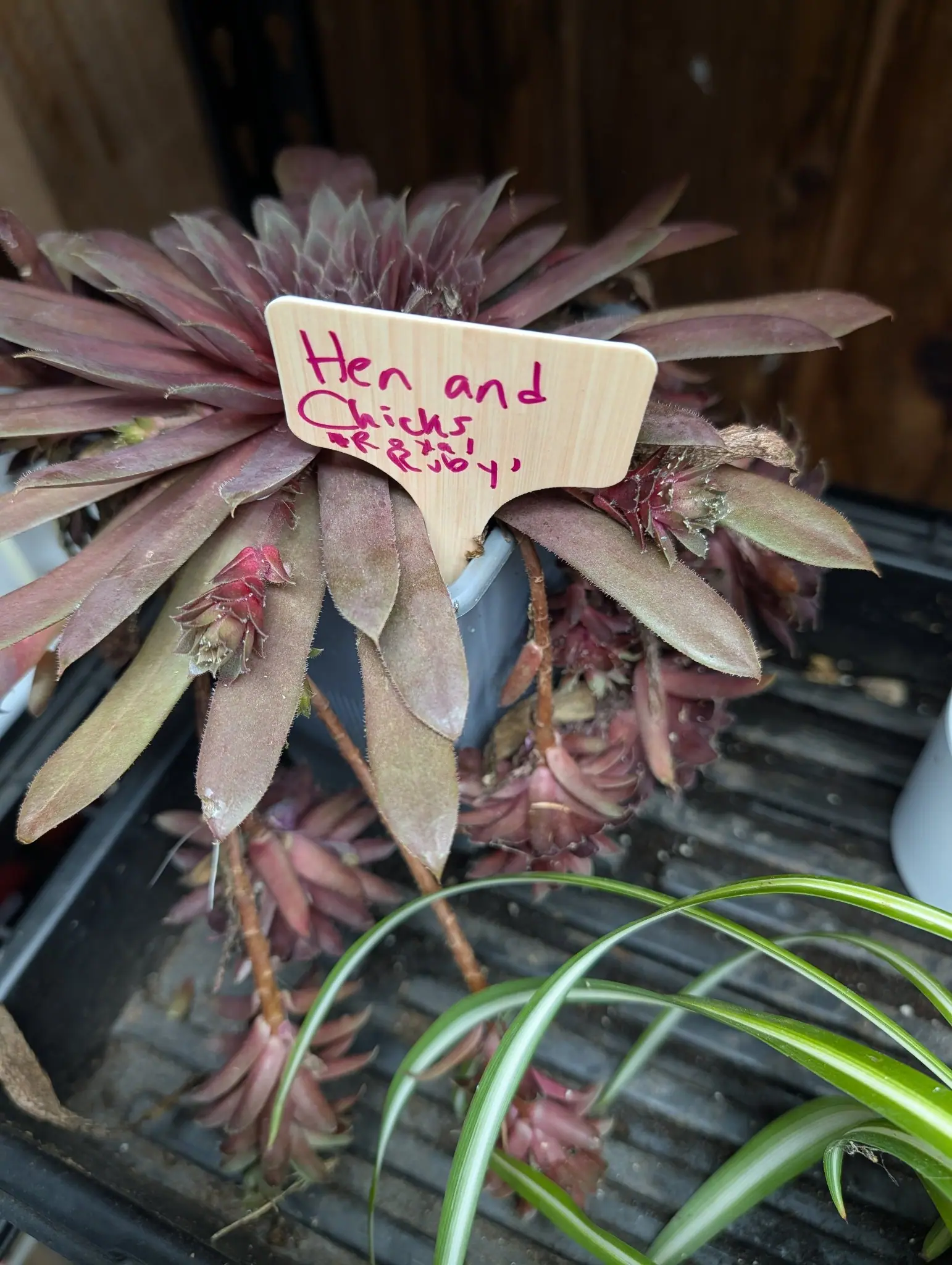 A dusky red-purple hens-and-chicks rosette trailing offsets over its pot rim, a wooden label written in red pushed in among the leaves.