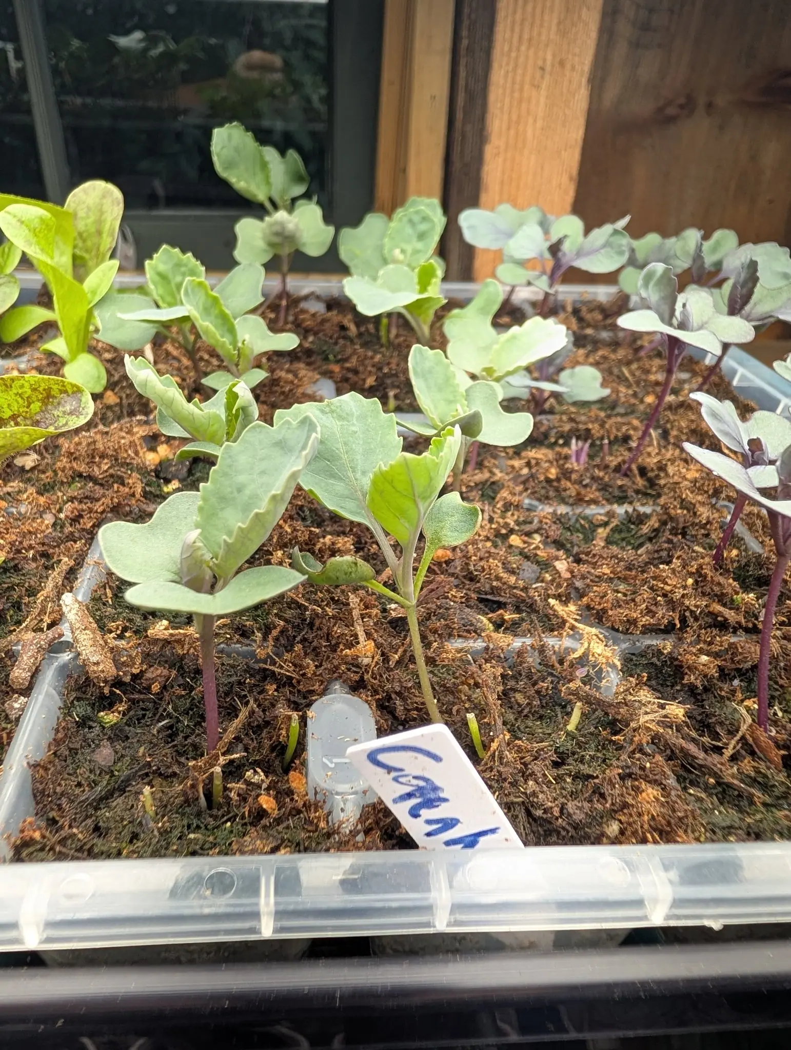 Brassica seedlings in a clear plastic tray, blue-green leaves on purple stems in coir-flecked compost, a handwritten blue label pushed in at the front and a window behind.