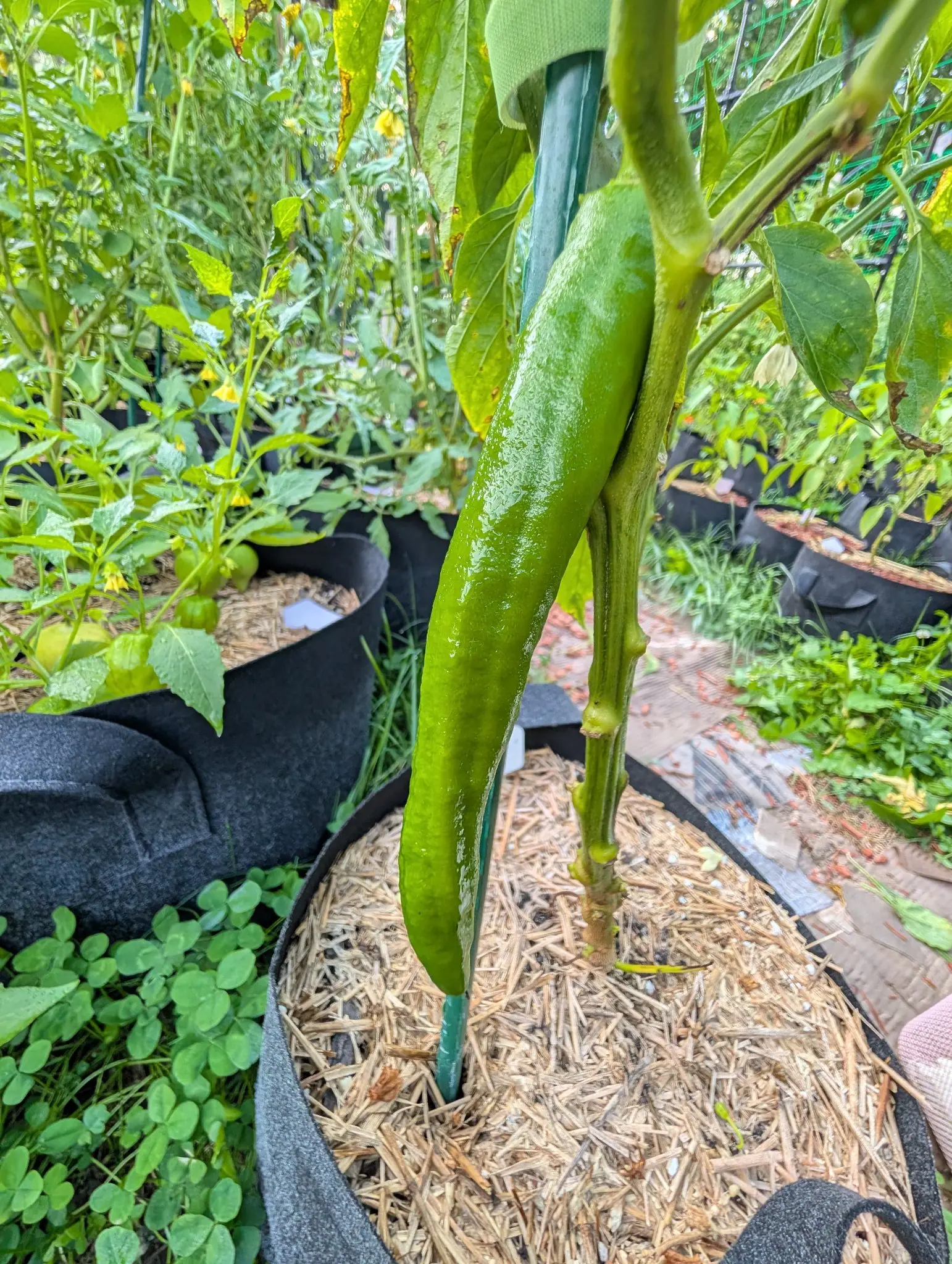 A single long glossy green pepper hanging beside a green stake from a plant in a straw-topped grow bag, with more grow bags and foliage behind.