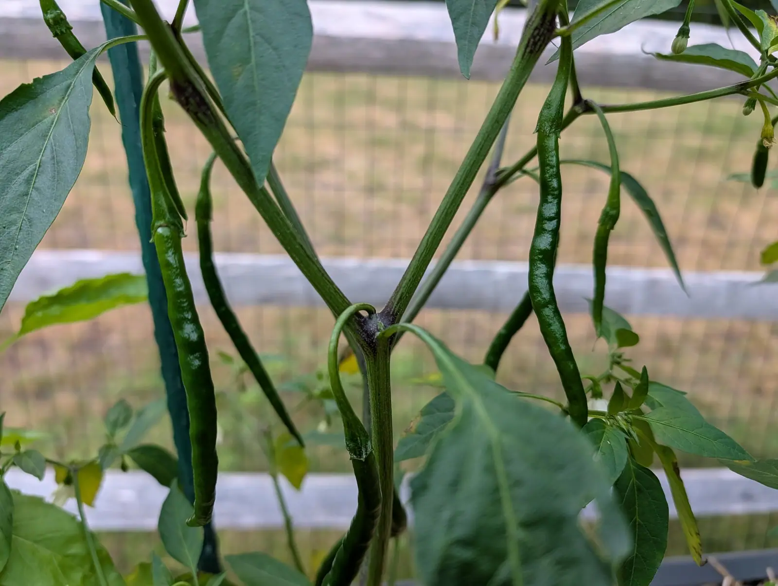 Slim green peppers hanging along the branches of a plant, some darkening, with a green stake, wire mesh and a weathered split-rail fence behind.