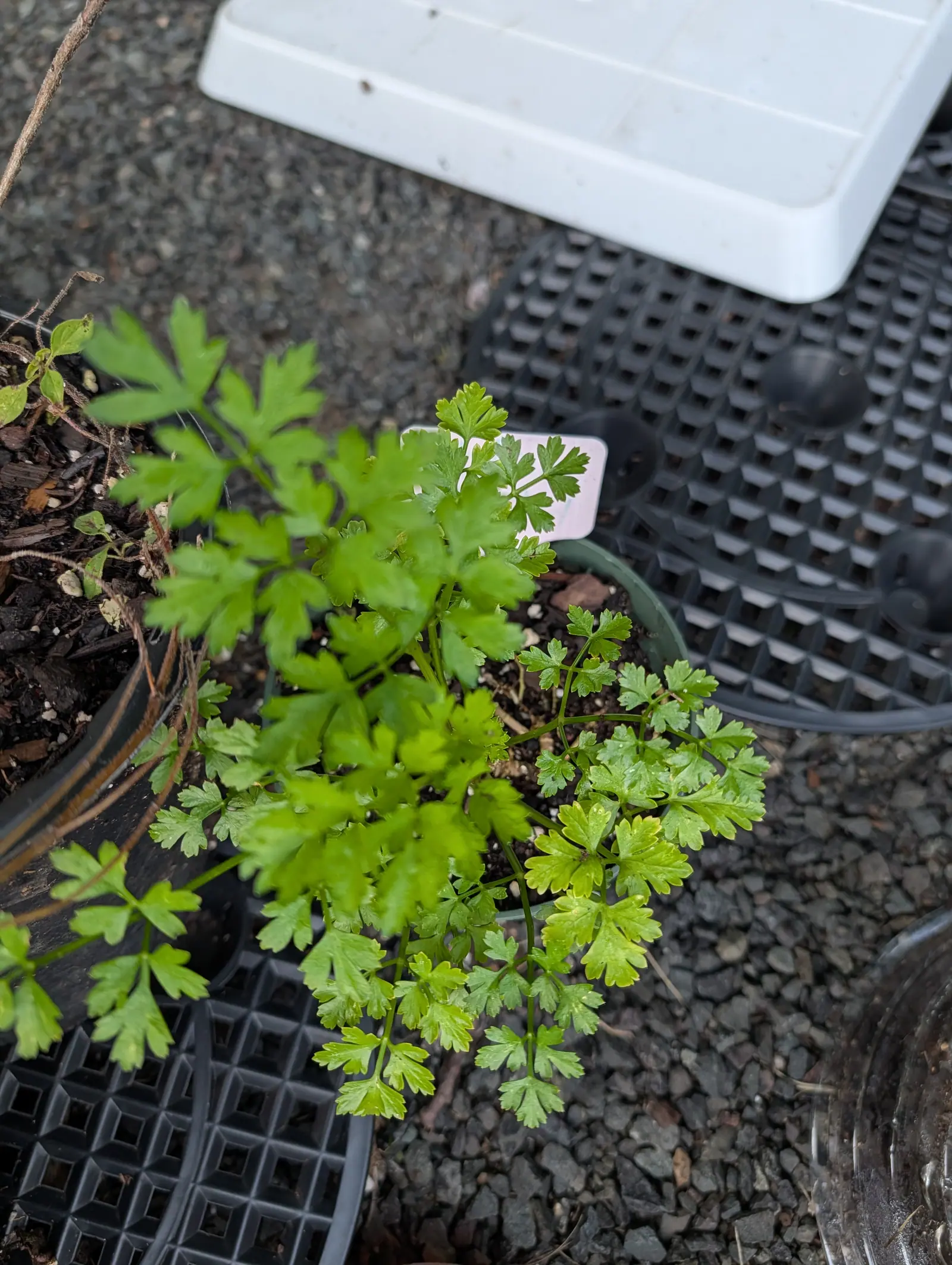 A young flat-leaf parsley plant in a black nursery pot on gravel, its bright green leaves finely cut, with black seed trays and a pale label beside it.