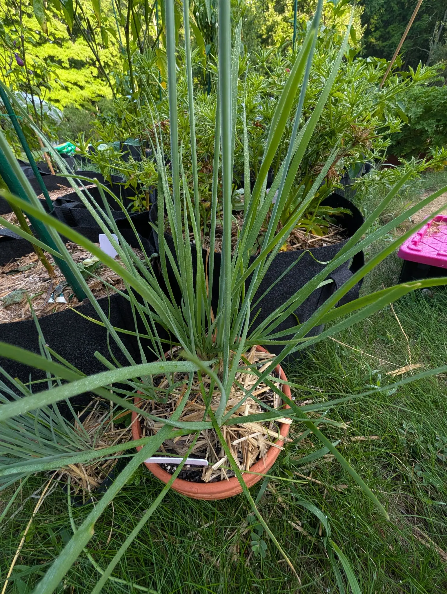 A clump of long flat blue-green leaves spraying out of a terracotta pot mulched with straw, set on grass beside black fabric grow bags and a pink tray.
