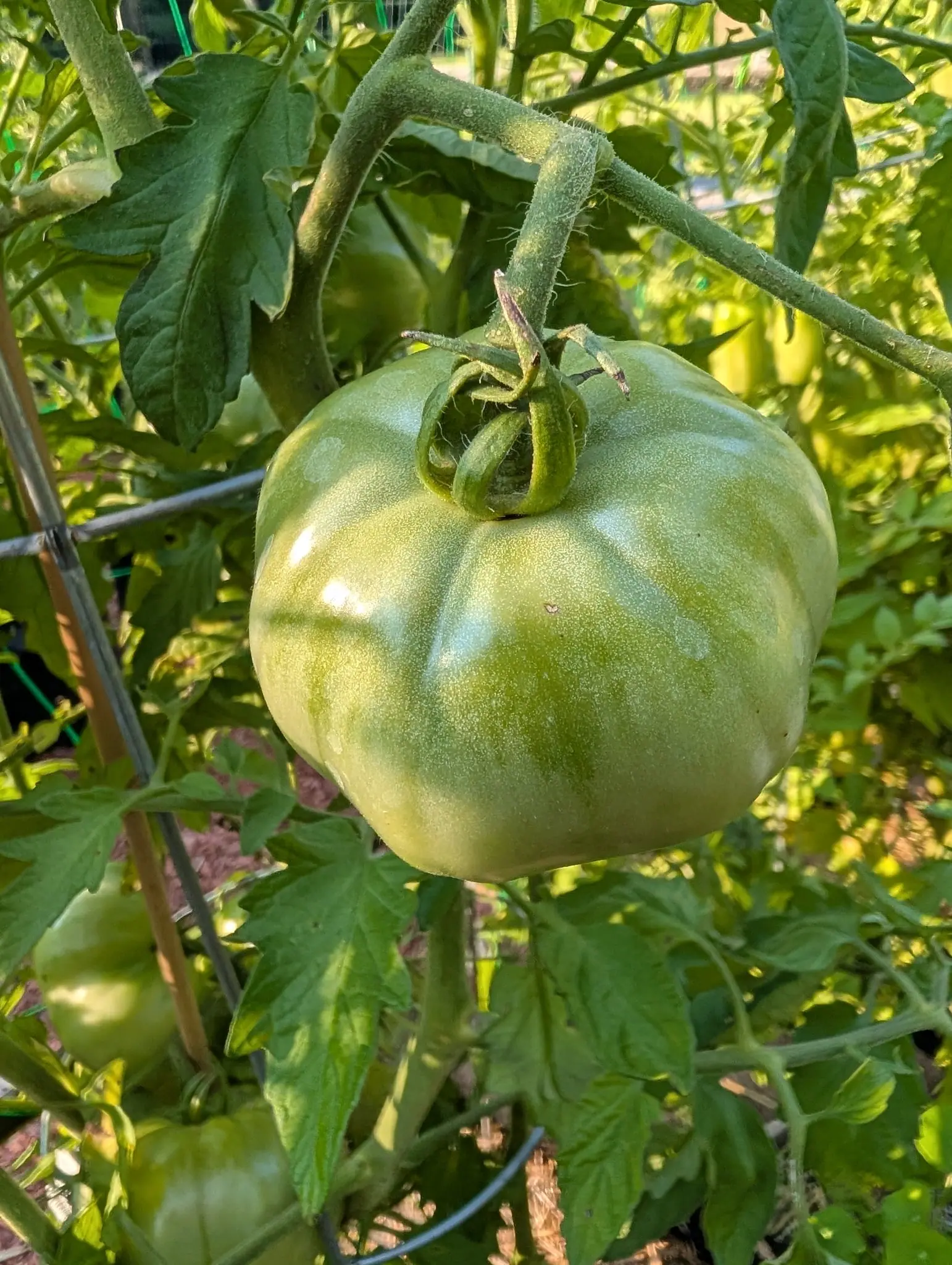 A large pale green ribbed tomato hanging on the vine with its dried calyx curling over the top, a wire cage and a bamboo cane behind.