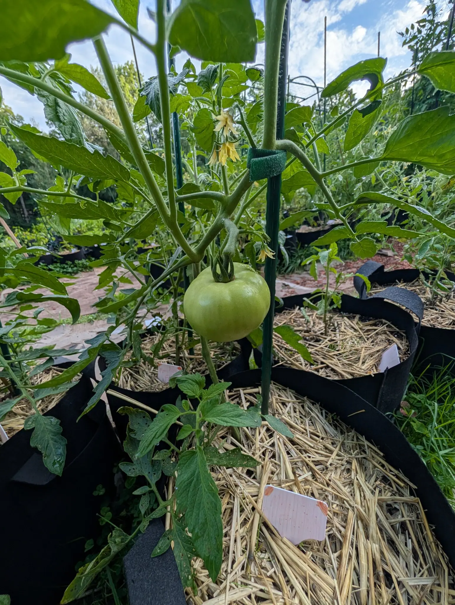 A green tomato hanging from a stem clipped to a green stake above a straw-topped fabric grow bag, with more bags, white labels and cloud behind.