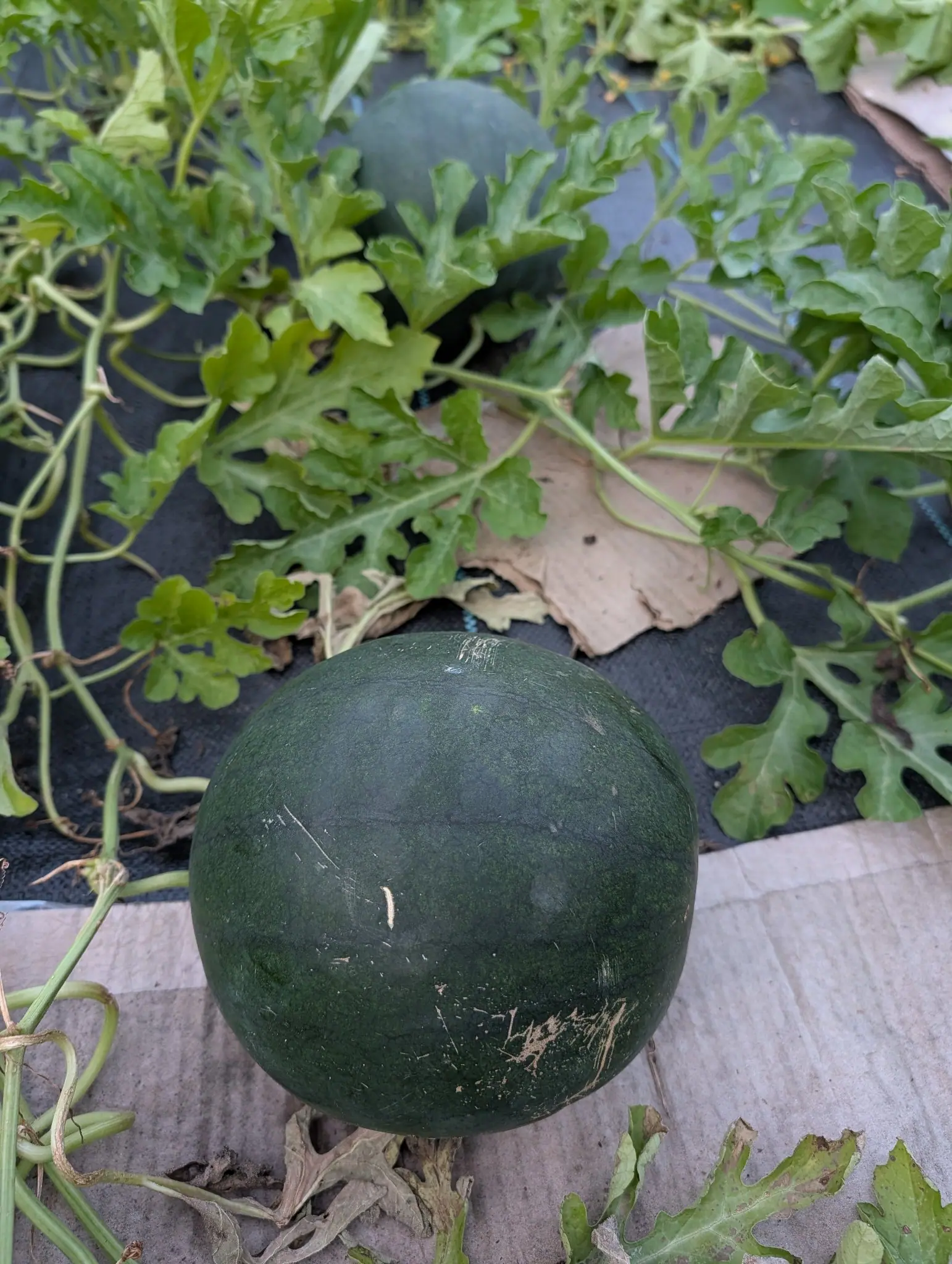 A round dark green watermelon resting on flattened cardboard over black woven ground fabric, its vine's cut leaves spread around it and a second melon behind.