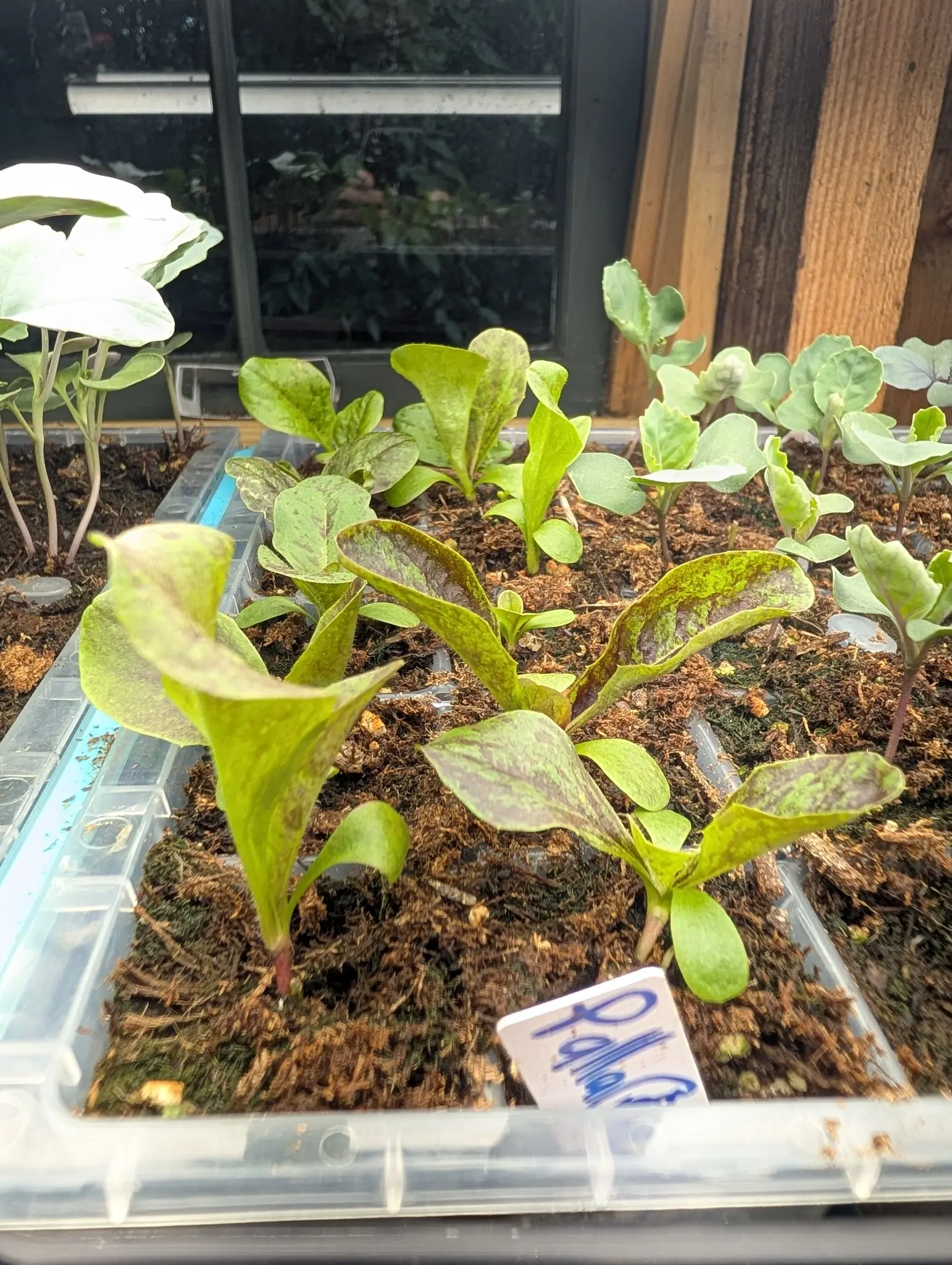 Lettuce seedlings in a clear tray, their pale green leaves freckled and blotched with maroon, growing in coir-flecked compost with a blue-ink label at the front.