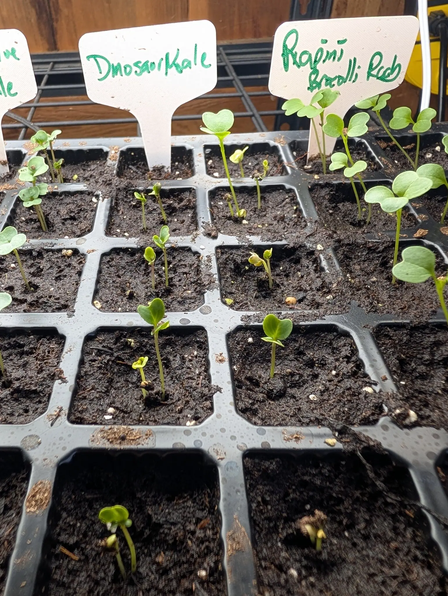 A cell tray of brassica seedlings under handwritten labels, most cells holding a single pair of round seed leaves.