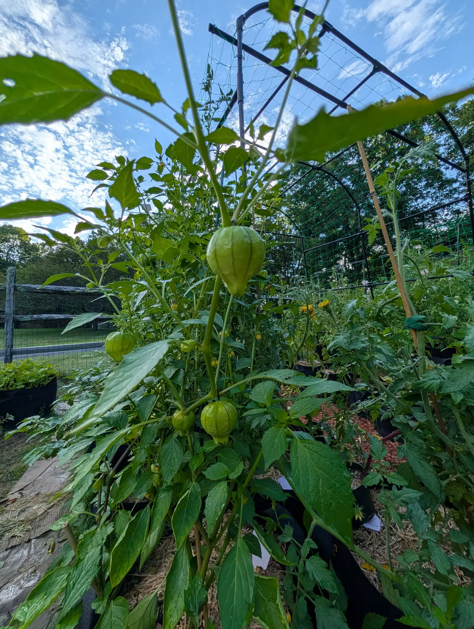 Tomatillo plants carrying pale husked fruits on long stems, reaching up to a black metal arch strung with netting, with a split-rail fence and blue sky behind.