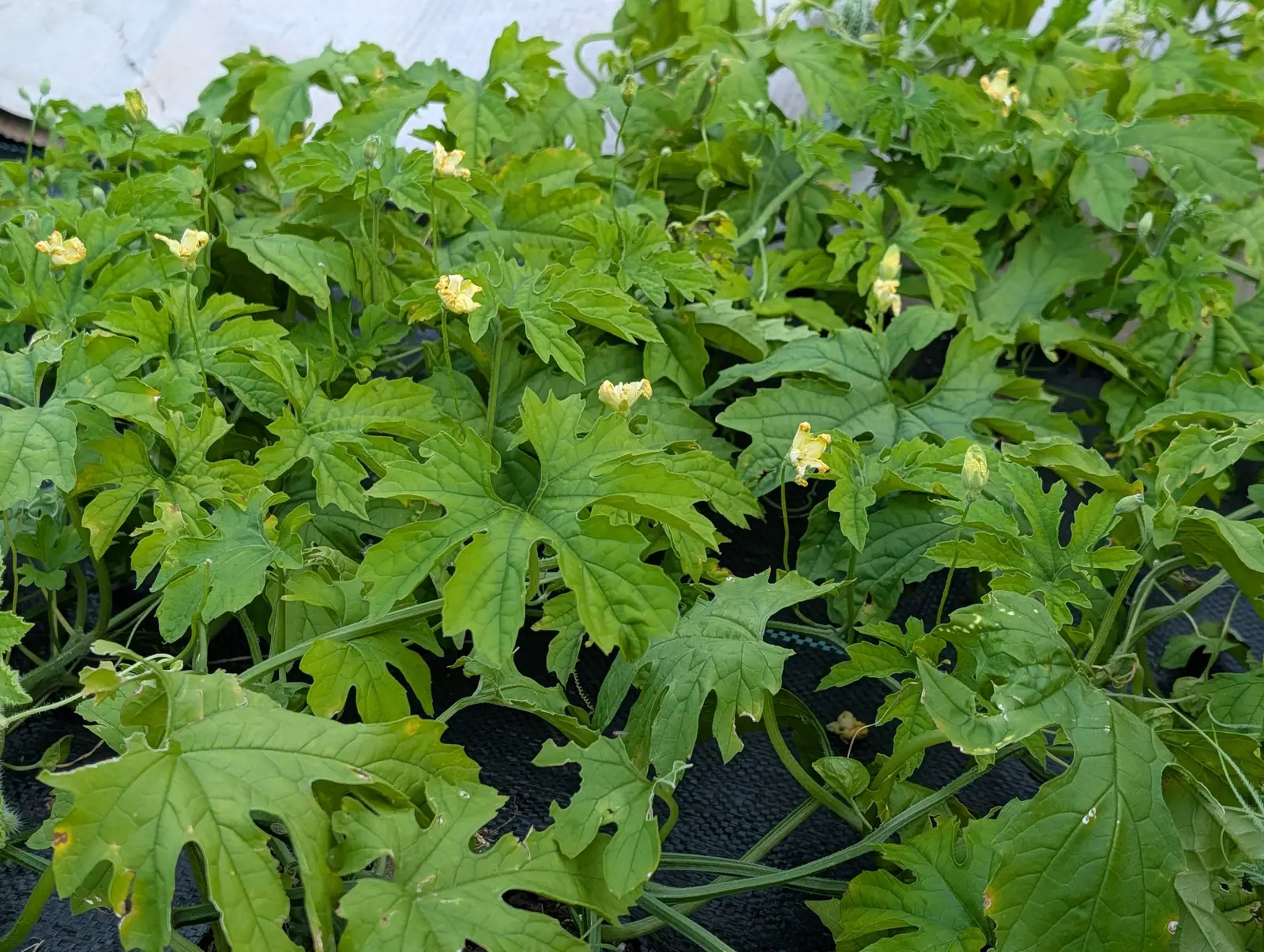 A mat of deeply lobed bitter melon foliage spreading across black woven ground fabric, small pale yellow flowers held just above the leaves.