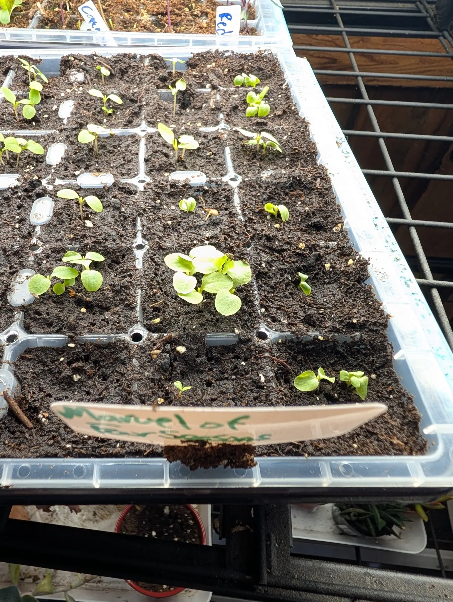 A cell tray of lettuce seedlings in dark compost on a wire shelf, most cells holding a pair of rounded seed leaves, a handwritten green label curling at the front.
