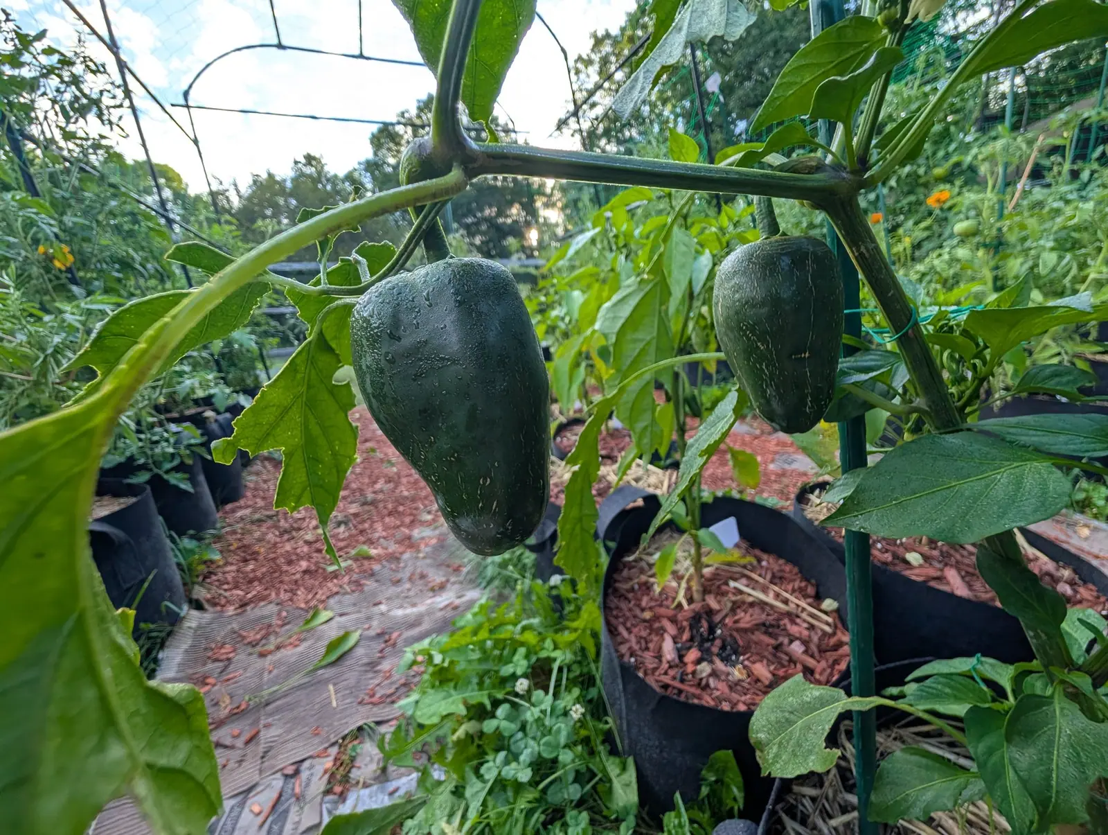 Two large dark green blocky peppers hanging from a staked plant, with grow bags of red-orange mulch below, an arch trellis and the rest of the garden behind.