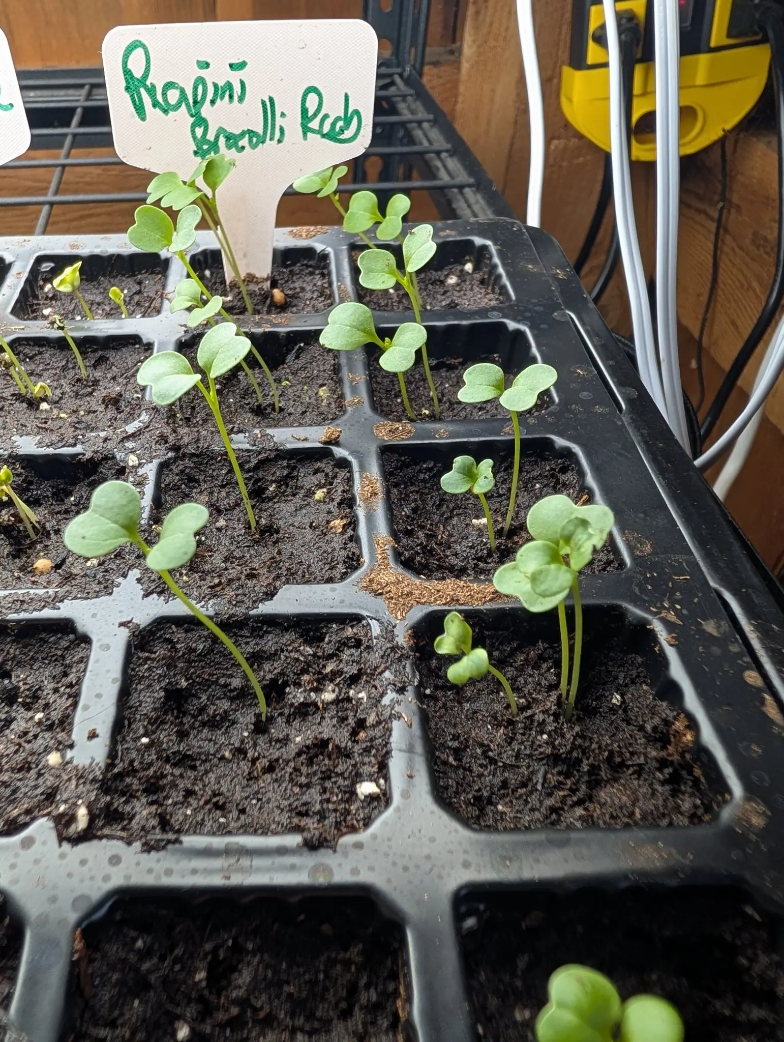 A cell tray of brassica seedlings, thin stems bent towards the light, under a handwritten label, with a timber wall behind.