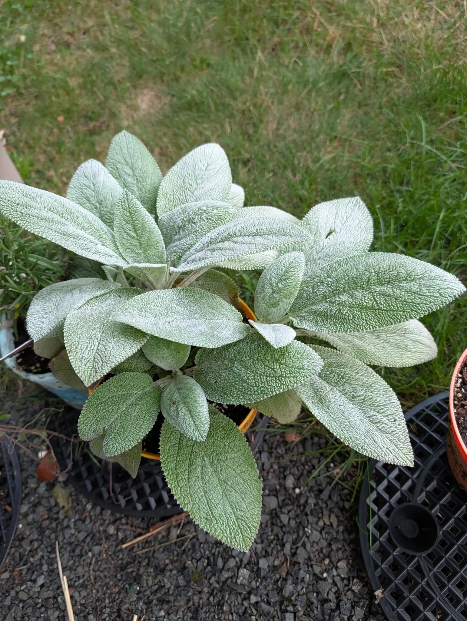 A rosette of broad, thickly furred silver-grey leaves, densely veined and quilted, filling a pot on gravel beside black seed trays. Mown grass fills the top of the frame.