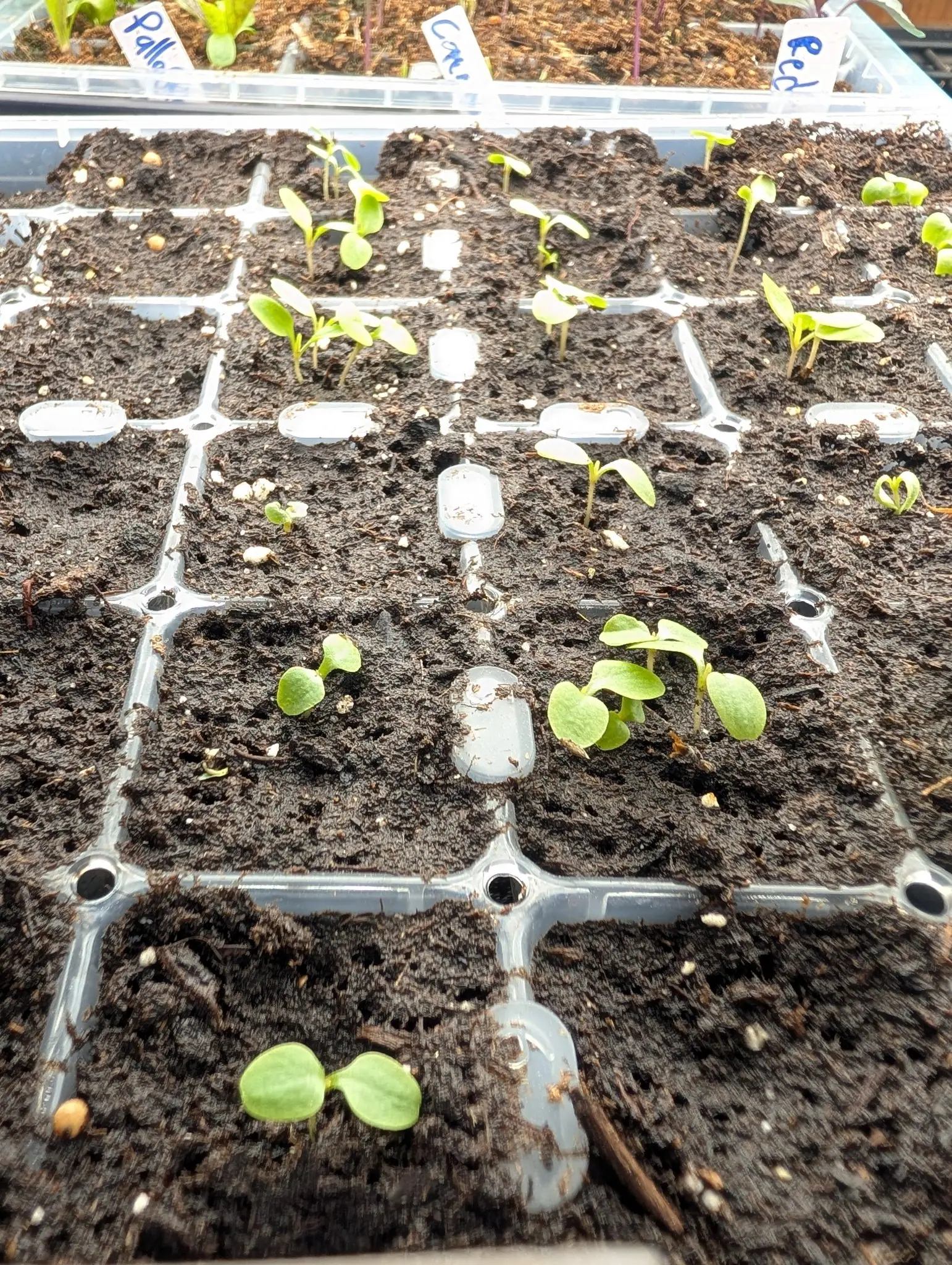 A cell tray of small seedlings in dark compost, scattered cells filled and many still bare, with a row of handwritten labels standing along the far edge.