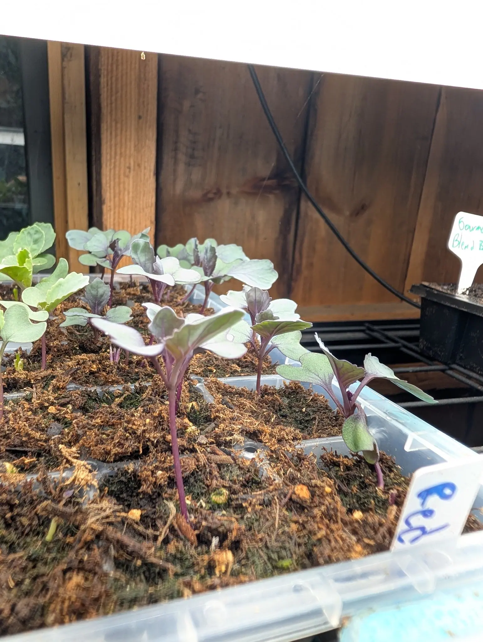 Young seedlings with rounded blue-green leaves on purple-tinged stems, in a tray of coarse dark compost under a strip light against wooden boards. Handwritten labels stand in the trays.