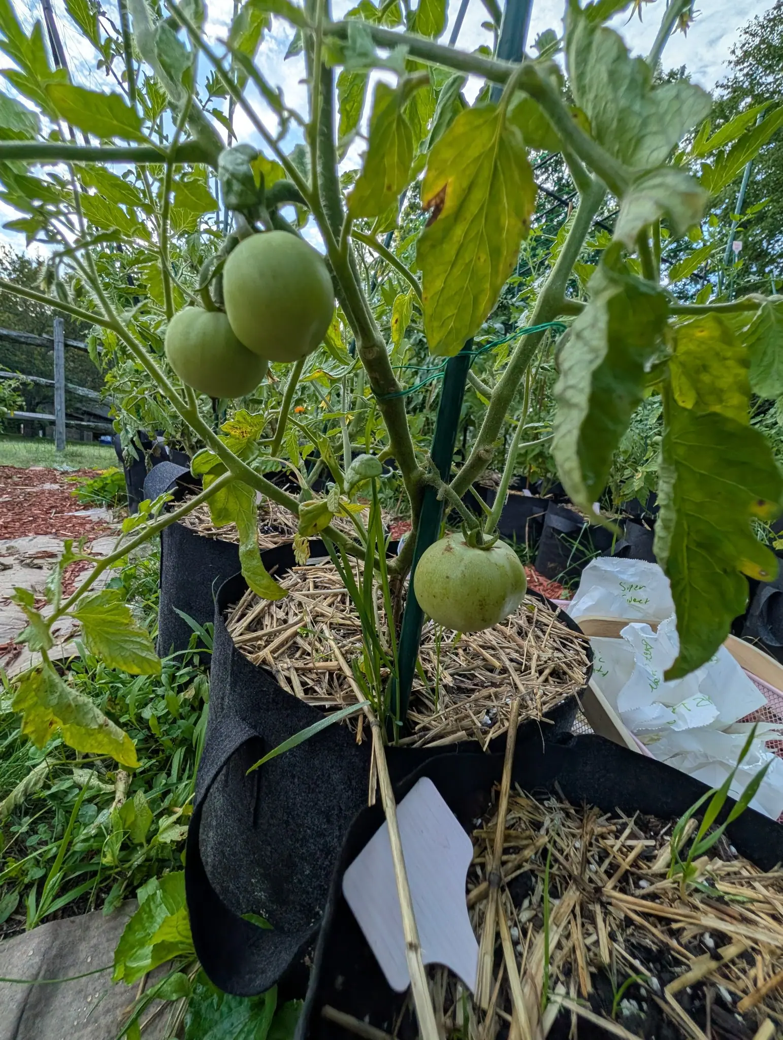 Green tomatoes hanging on a plant in a straw-topped fabric grow bag beside a green stake, a white label pushed into the straw and a tray of hand-labelled white paper packets beyond.