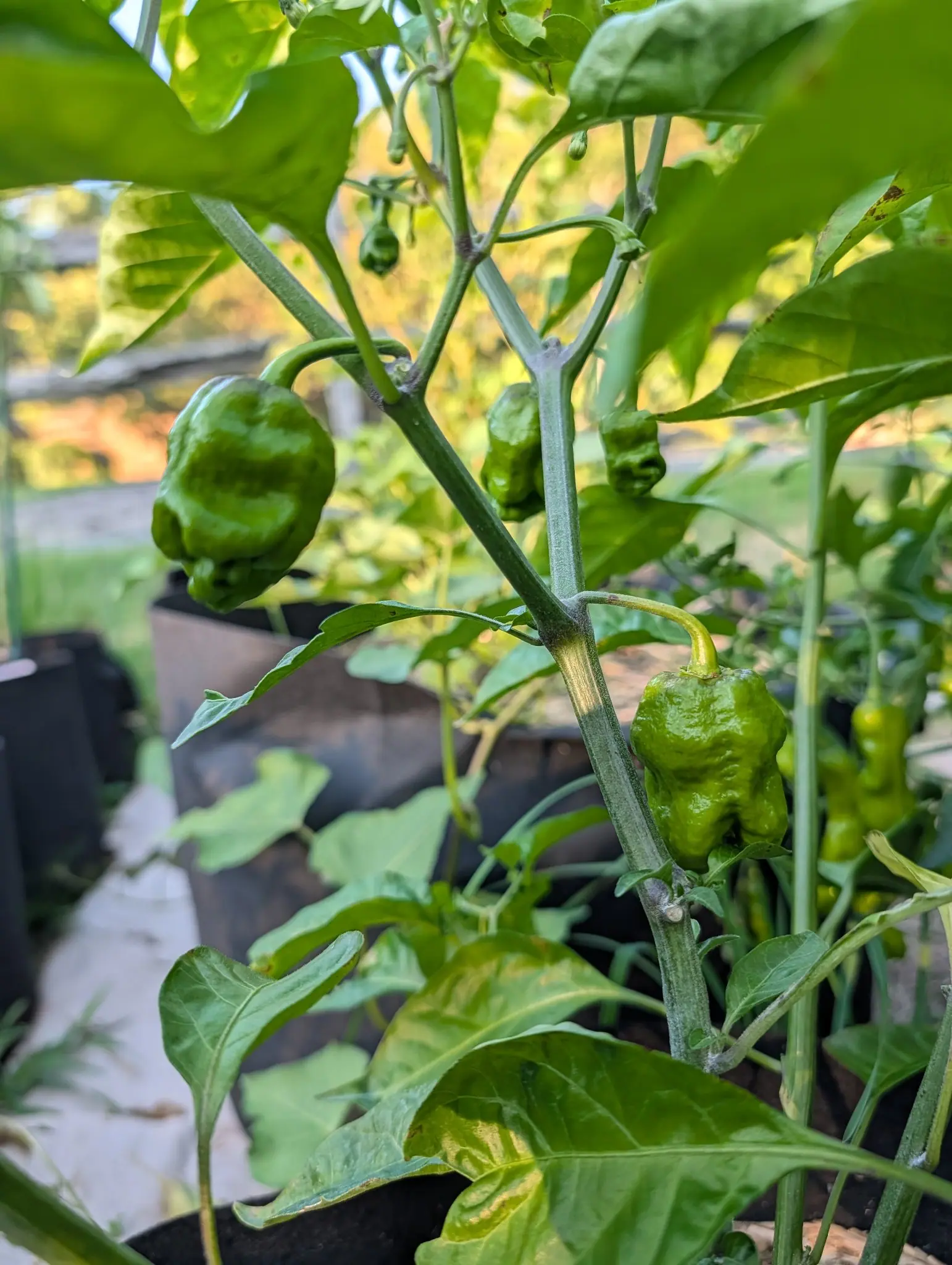 Lobed green peppers with puckered, wrinkled shoulders hanging from a branching stem, with black pots below and a blurred golden background.